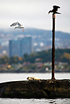 BB 10 0176 / Larus argentatus / Gråmåke <br /> Phalacrocorax carbo / Storskarv <br /> Phoca vitulina / Steinkobbe